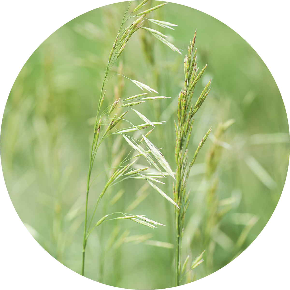 Hay - Essential Oil