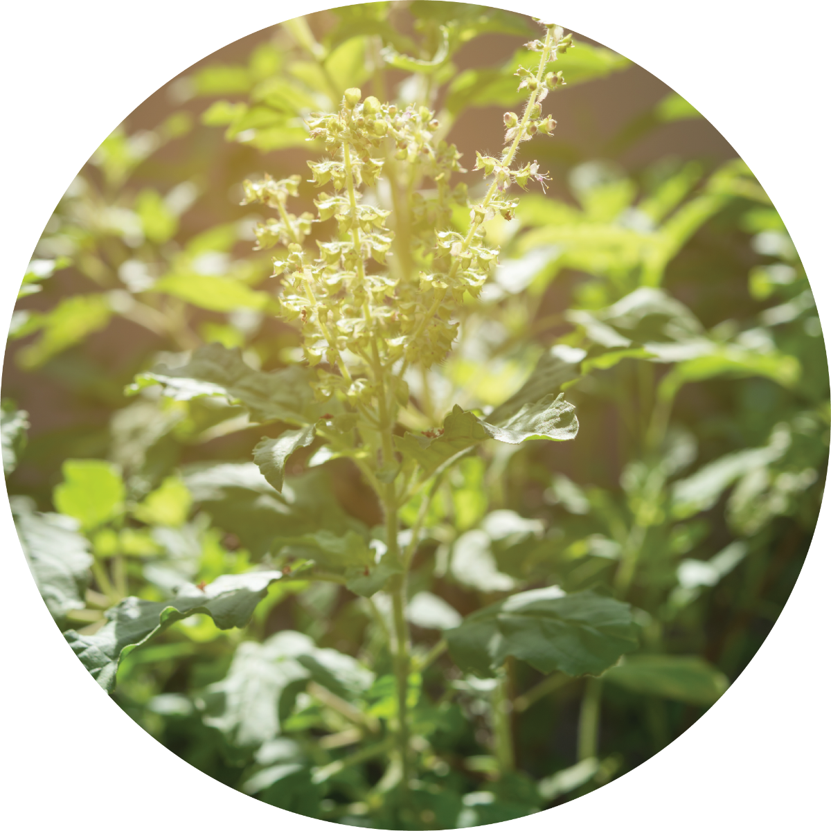 Basil, Holy - Essential Oil