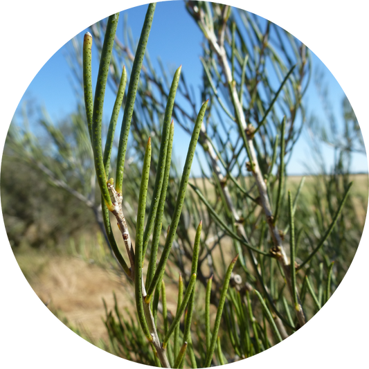 Myrtle, Honey - Essential Oil