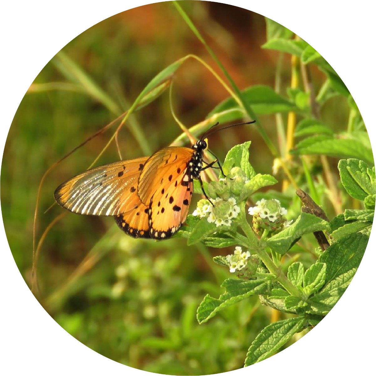Verbena, Honey - Essential Oil