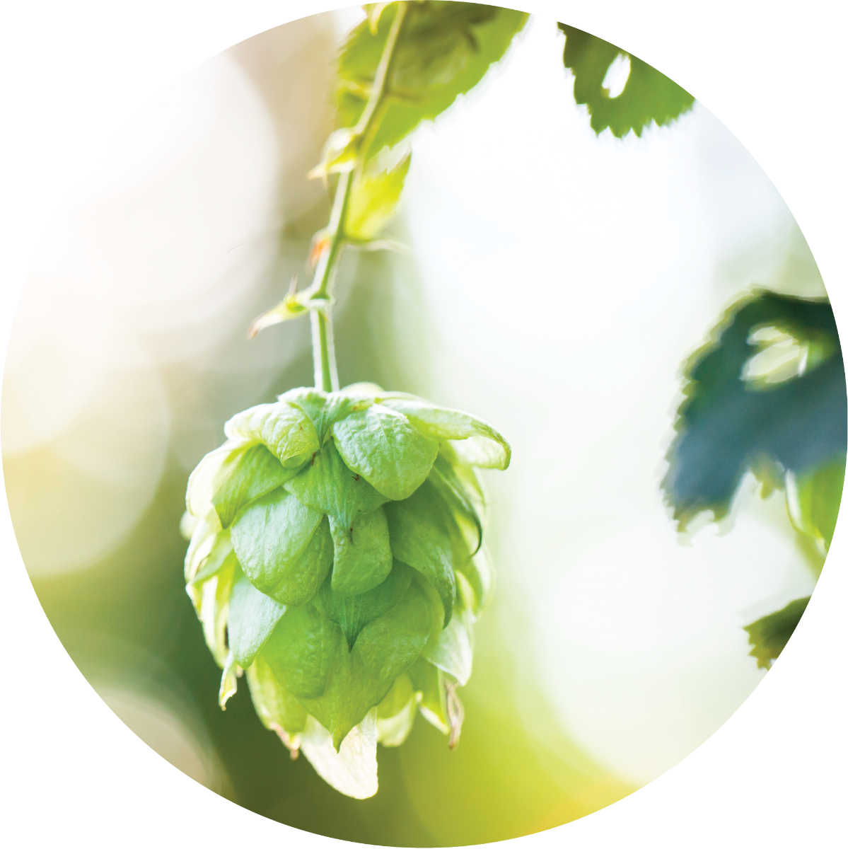 Hops - Essential Oil