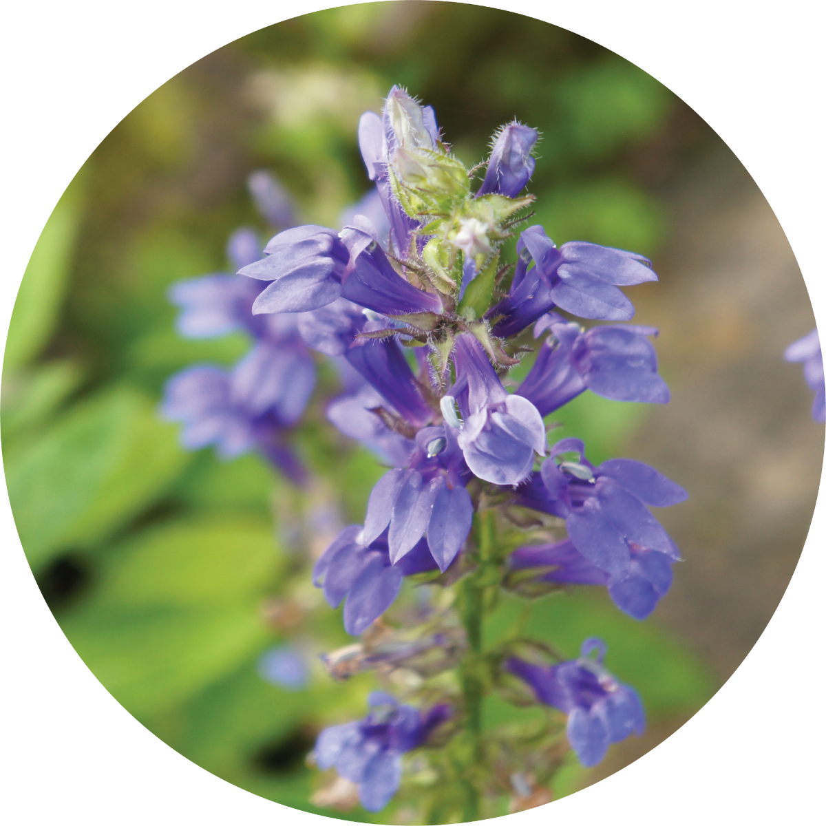 Hyssop - Essential Oil