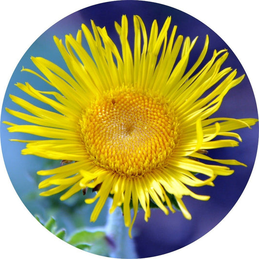 Inula - Essential Oil