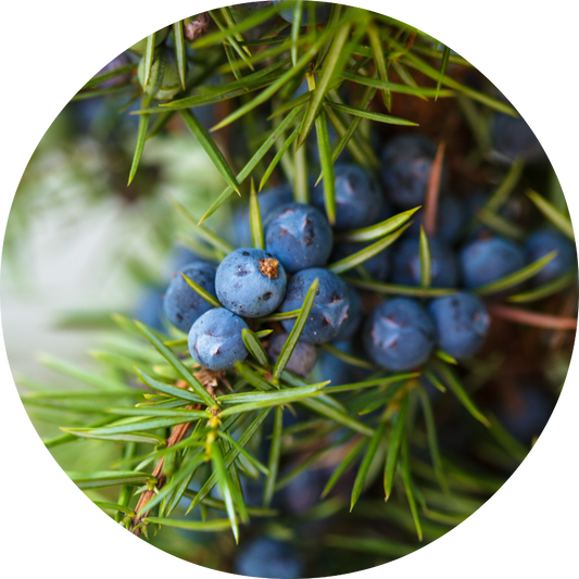 Juniper Berry - Essential Oil