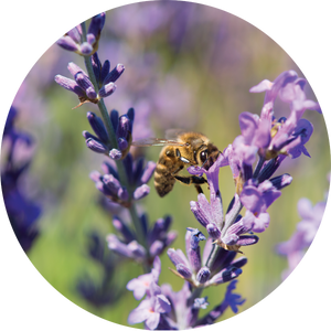 Lavender - Essential Oil