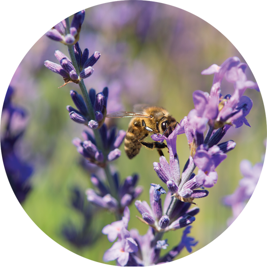 Lavender - Essential Oil