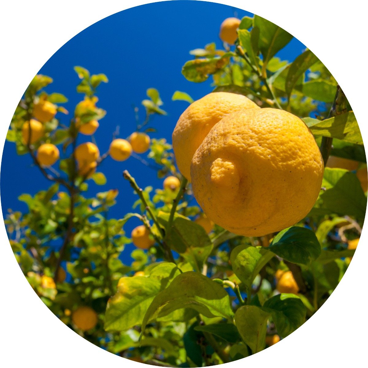 Lemon - Essential Oil