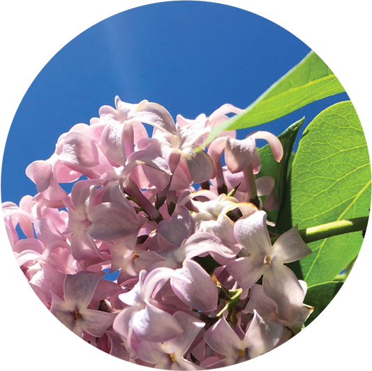 Lilac - Essential Oil Wax