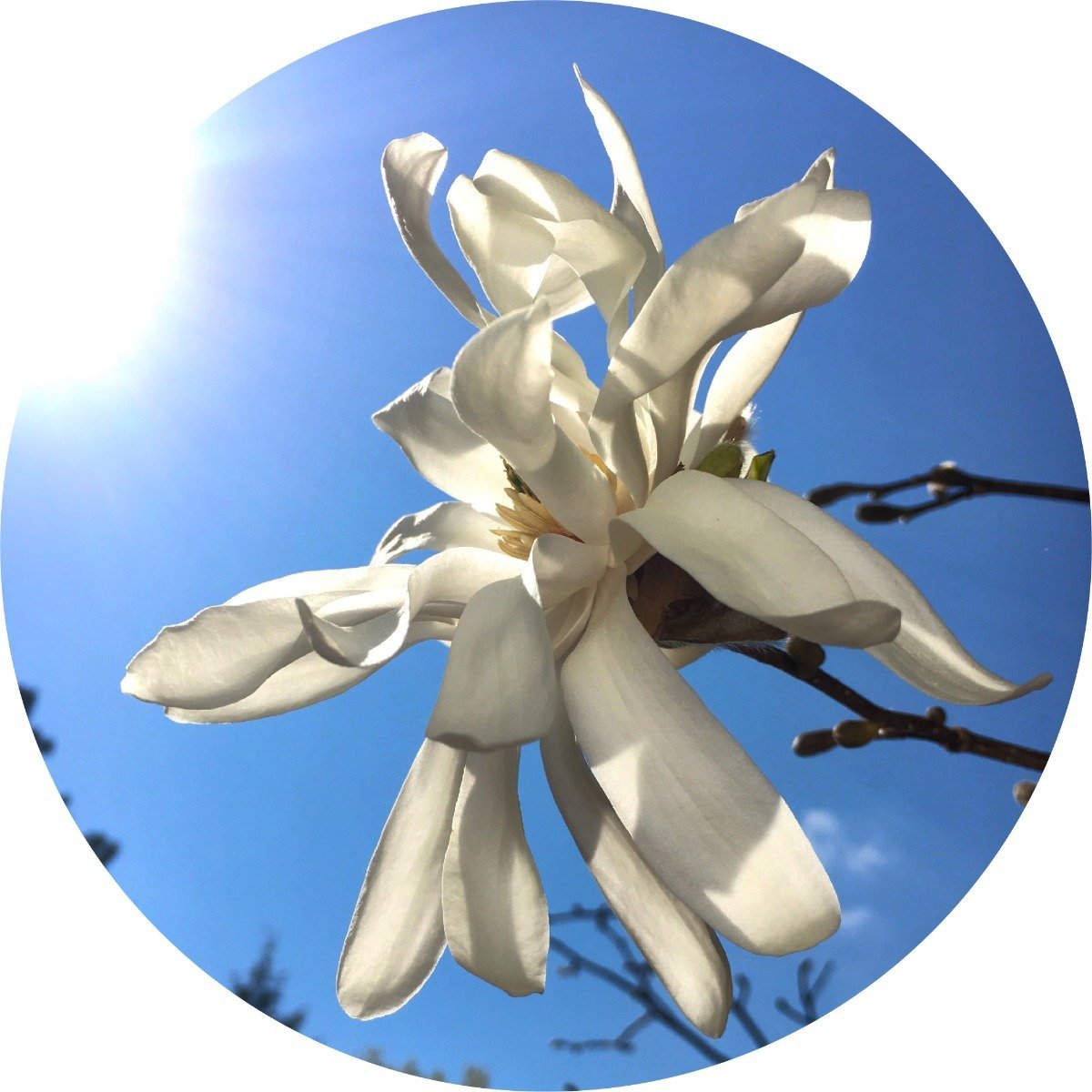 Magnolia Flower - Essential Oil
