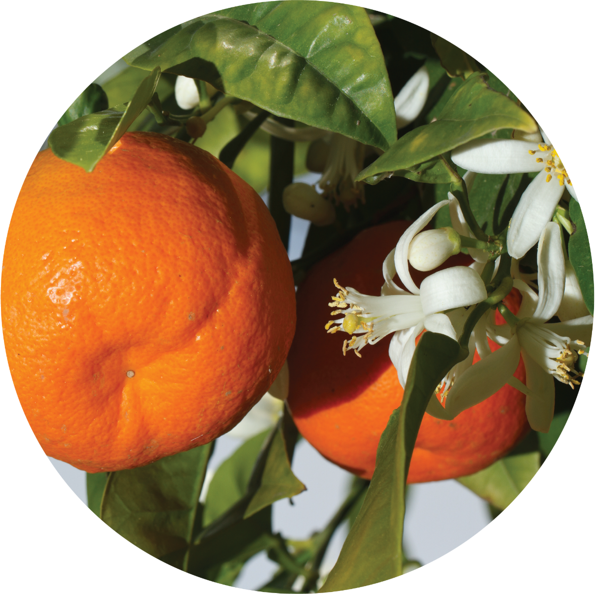 Mandarin - Essential Oil
