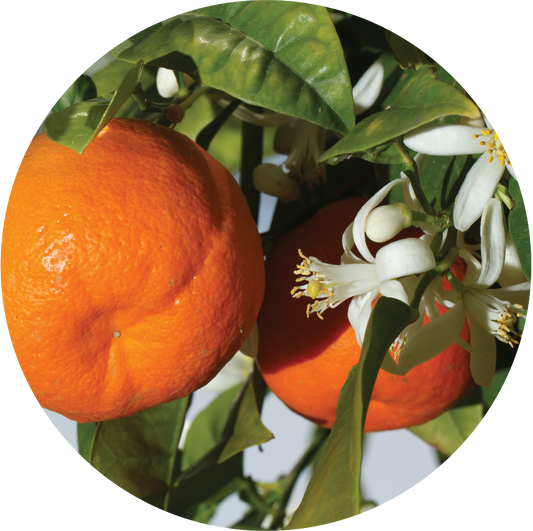 Mandarin - Essential Oil