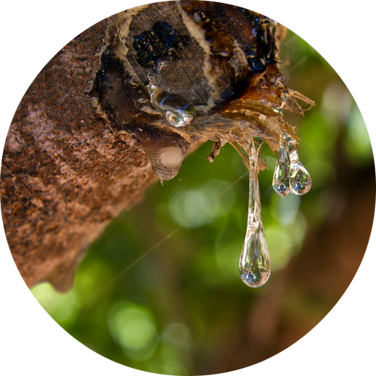 Mastic - Essential Oil