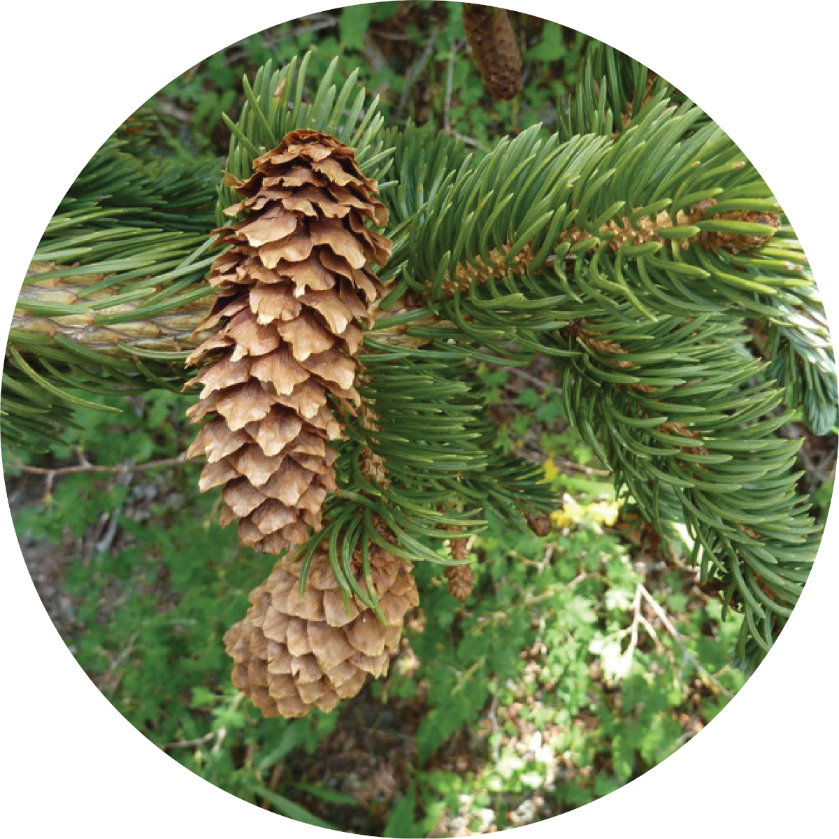Spruce, Mountain - Essential Oil