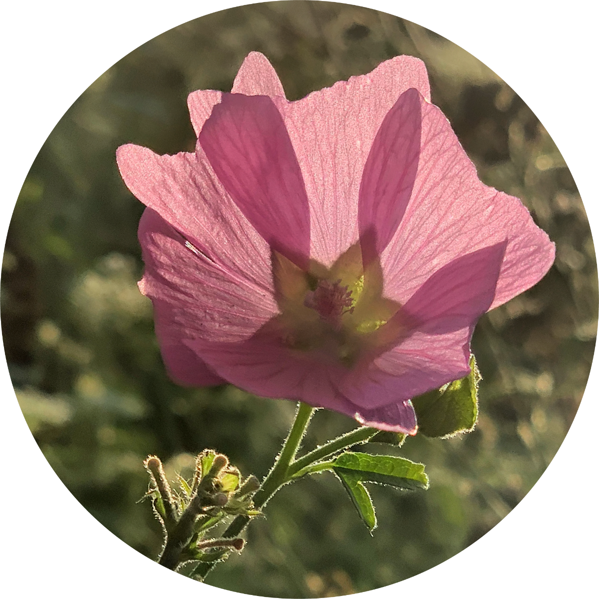 Musk Mallow - Essential Oil
