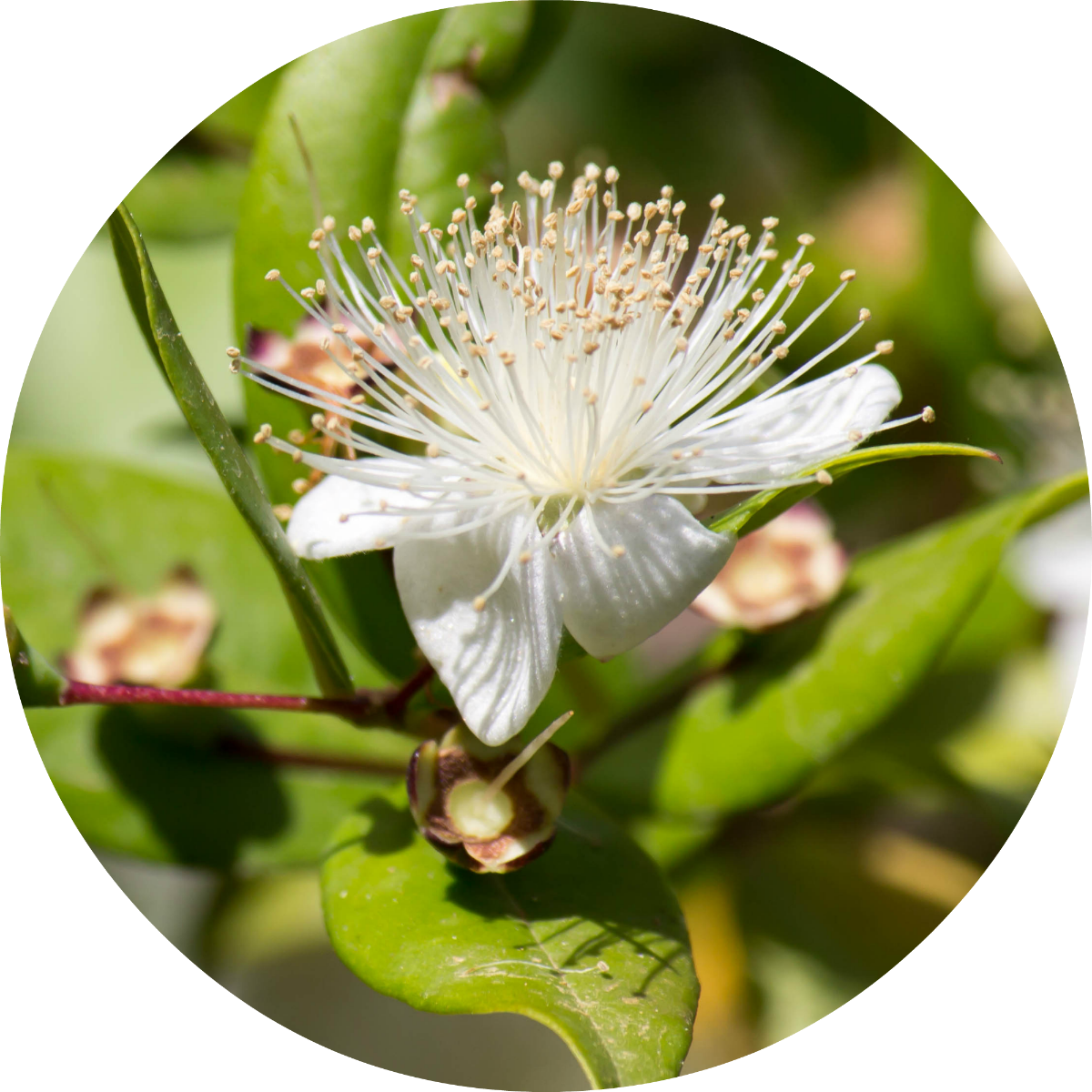 Myrtle - Essential Oil