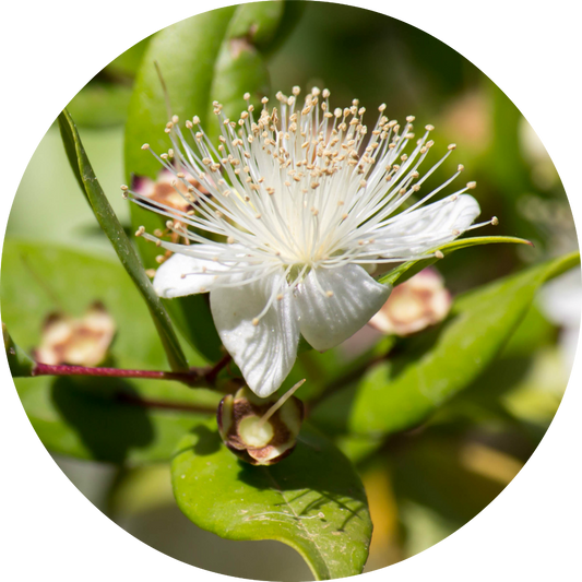 Myrtle - Essential Oil