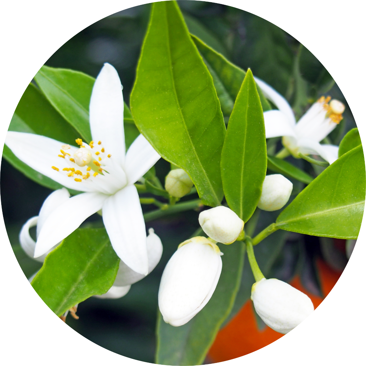 Neroli Fleurs sur Petitgrain - Essential Oil