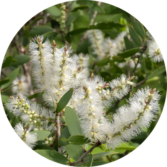 Nerolina - Essential Oil