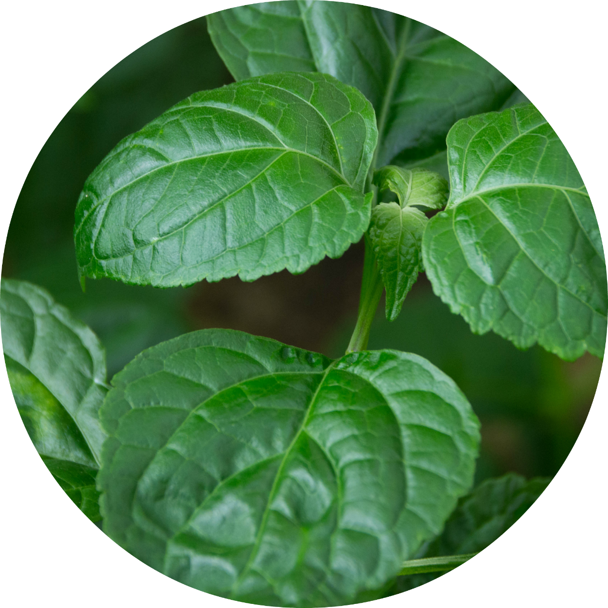 Patchouli - Essential Oil