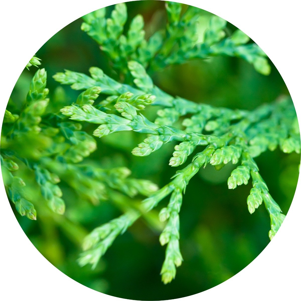 Cedar Leaf, Red - Essential Oil