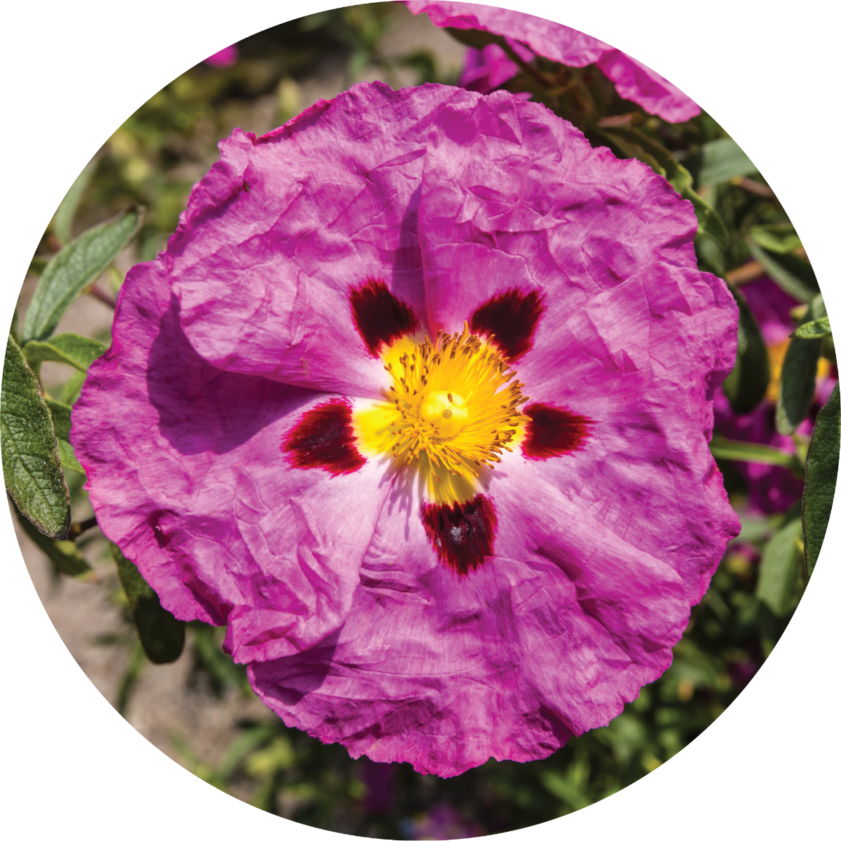 Rockrose - Essential Oil