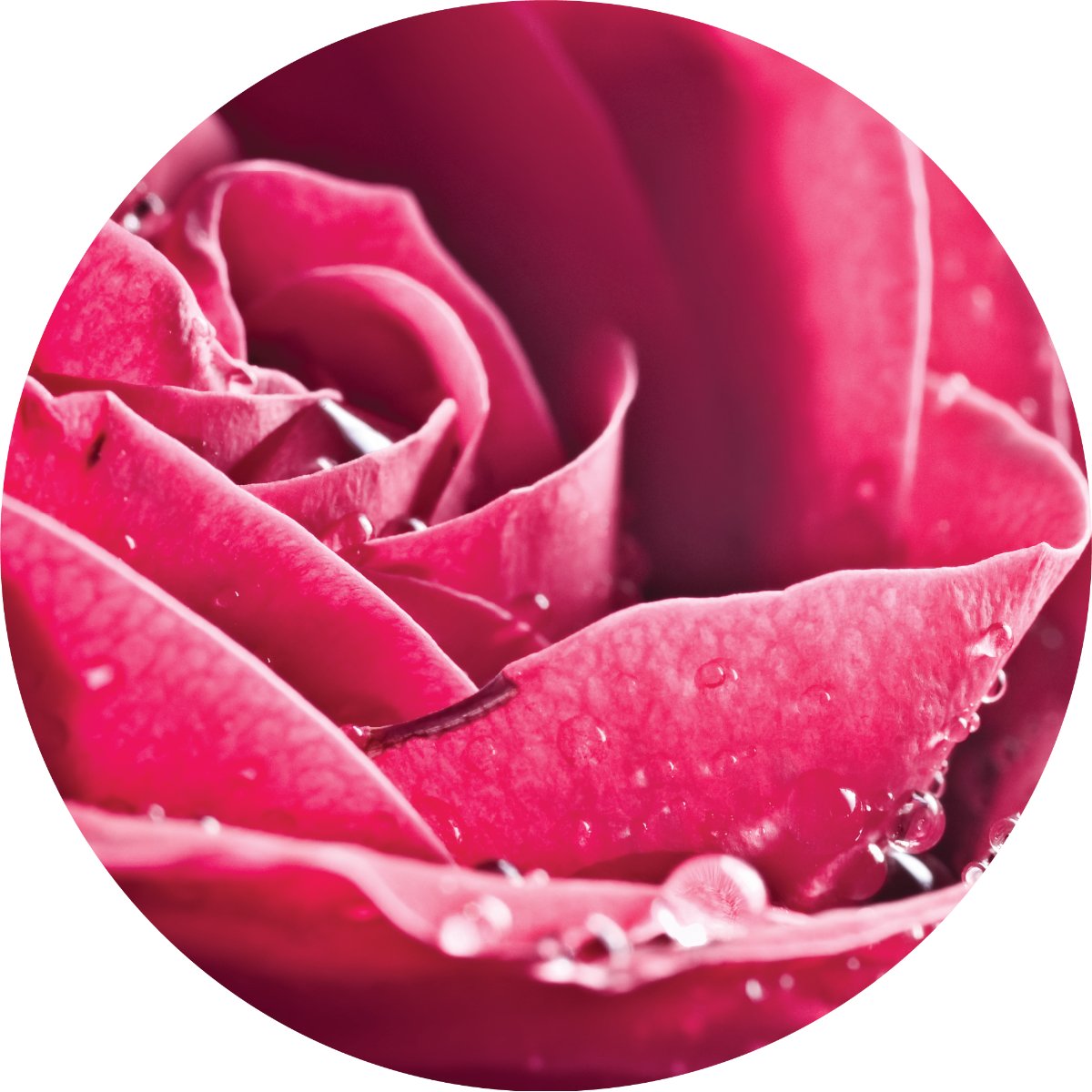 Rose Attar - Essential Oil