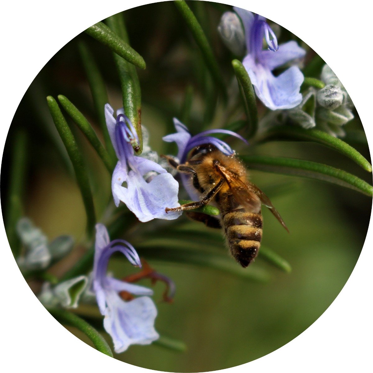 Rosemary - Essential Oil