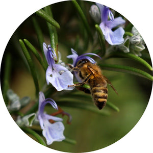 Rosemary - Essential Oil