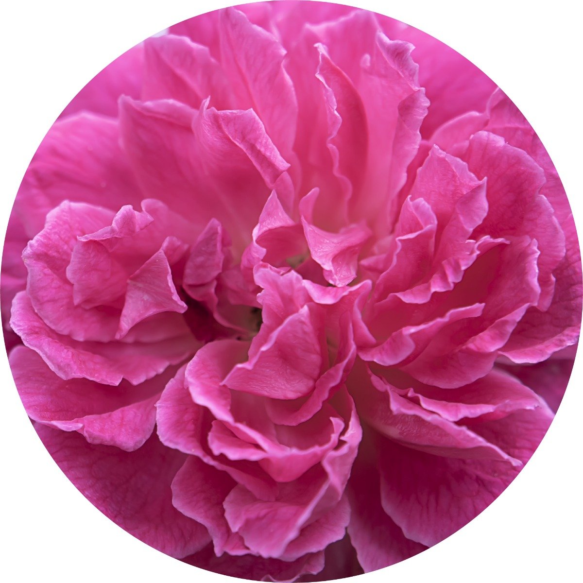 Rose Otto - Essential Oil
