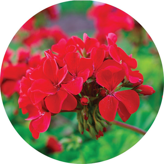 Roses over Geranium - Essential Oil