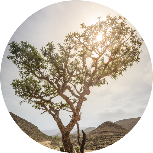 Frankincense, Sacred Sacra - Essential Oil