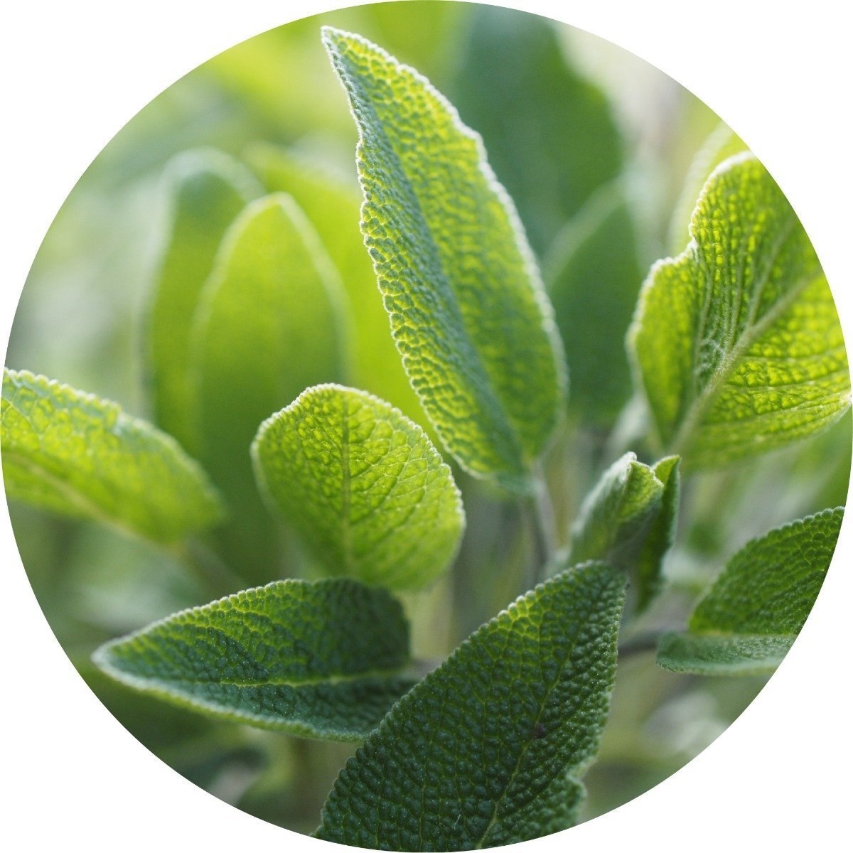 Sage - Essential Oil