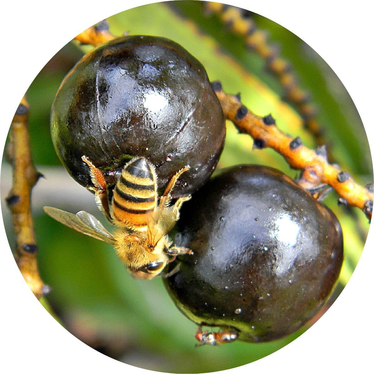 Saw Palmetto Berry - Essential Oil