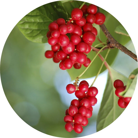 Schizandra Berry - Essential Oil