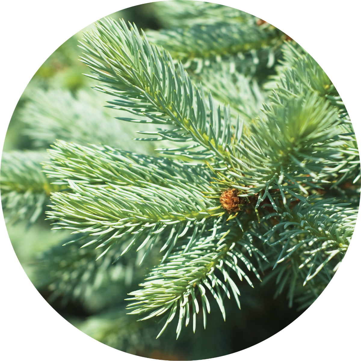Fir, Silver - Essential Oil