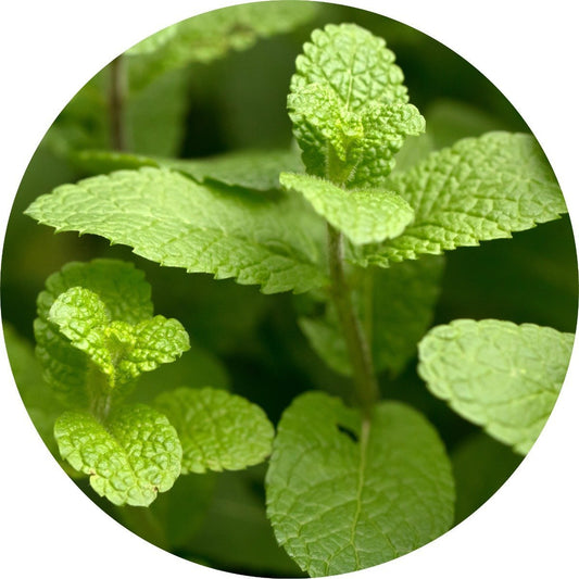 Spearmint - Essential Oil