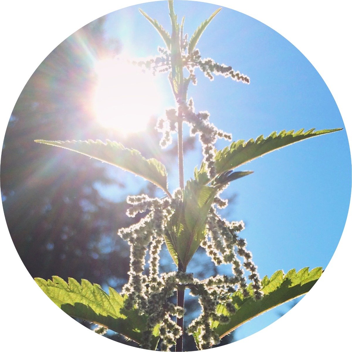 Stinging Nettle - Essential Oil