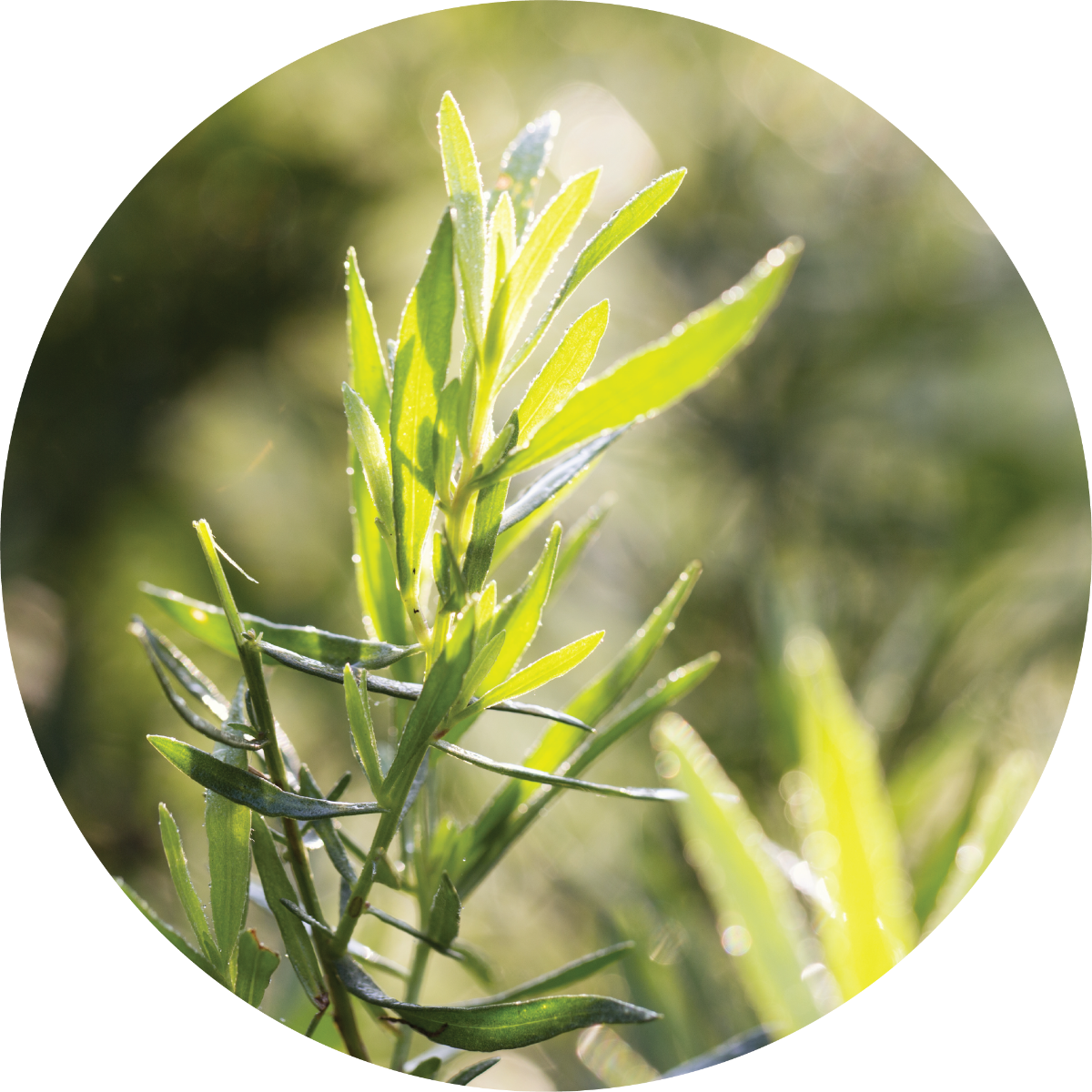 Tarragon - Essential Oil