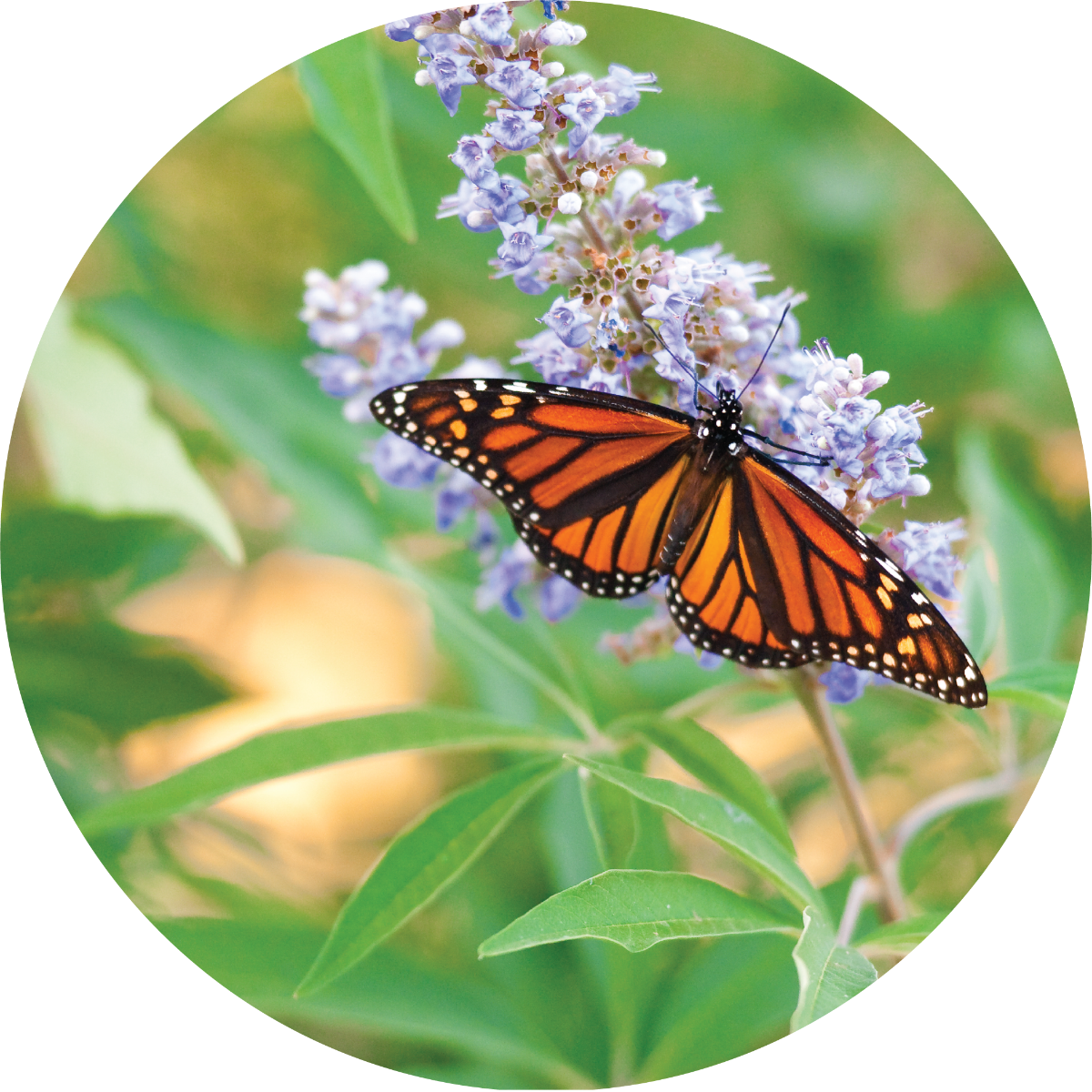 Vitex Berry - Essential Oil