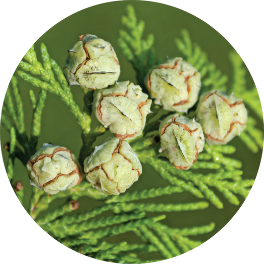 Cedar, White - Essential Oil