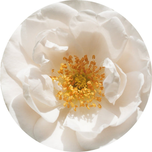 Rose Otto, White - Essential Oil