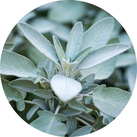 Sage, White - Essential Oil