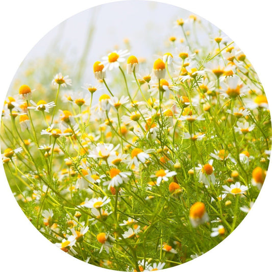 Chamomile, Wild Moroccan - Essential Oil
