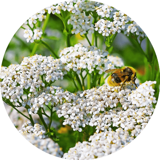 Yarrow - Essential Oil