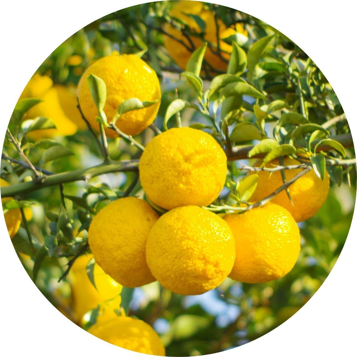 Yuzu - Essential Oil