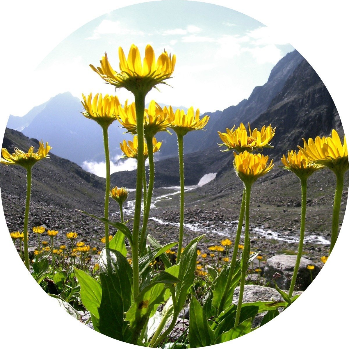Arnica Flower - Essential Oil