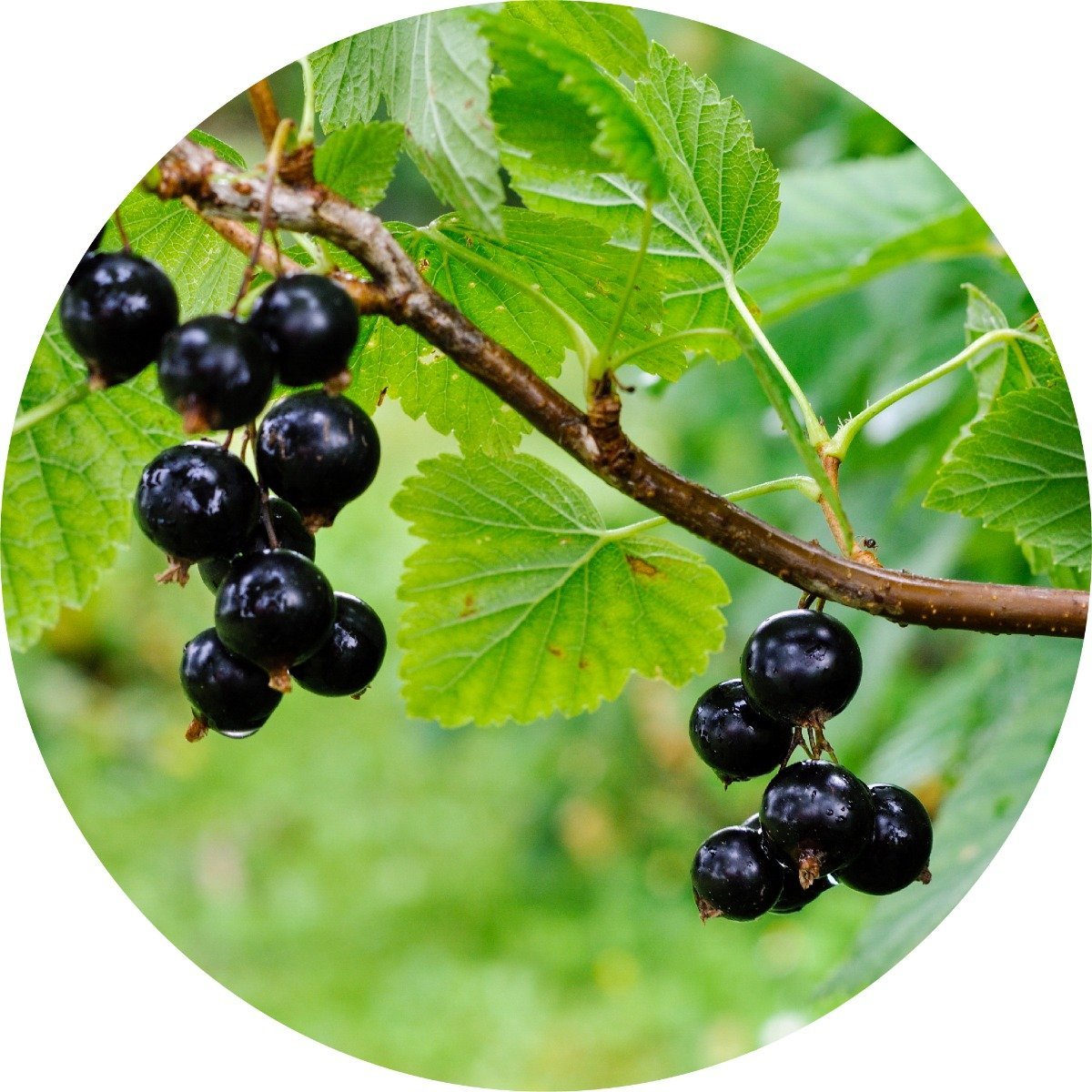 Black Currant - Absolute