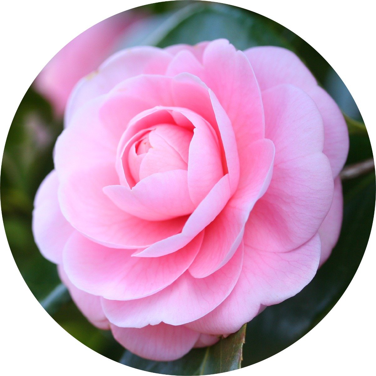Camellia - Carrier Oil