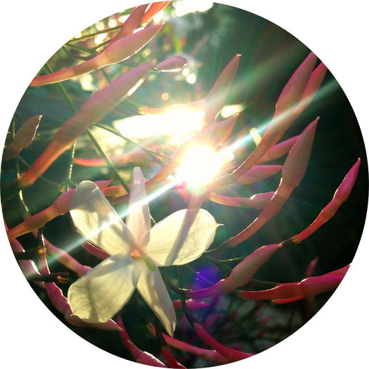 Jasmine Grandiflorum - Absolute