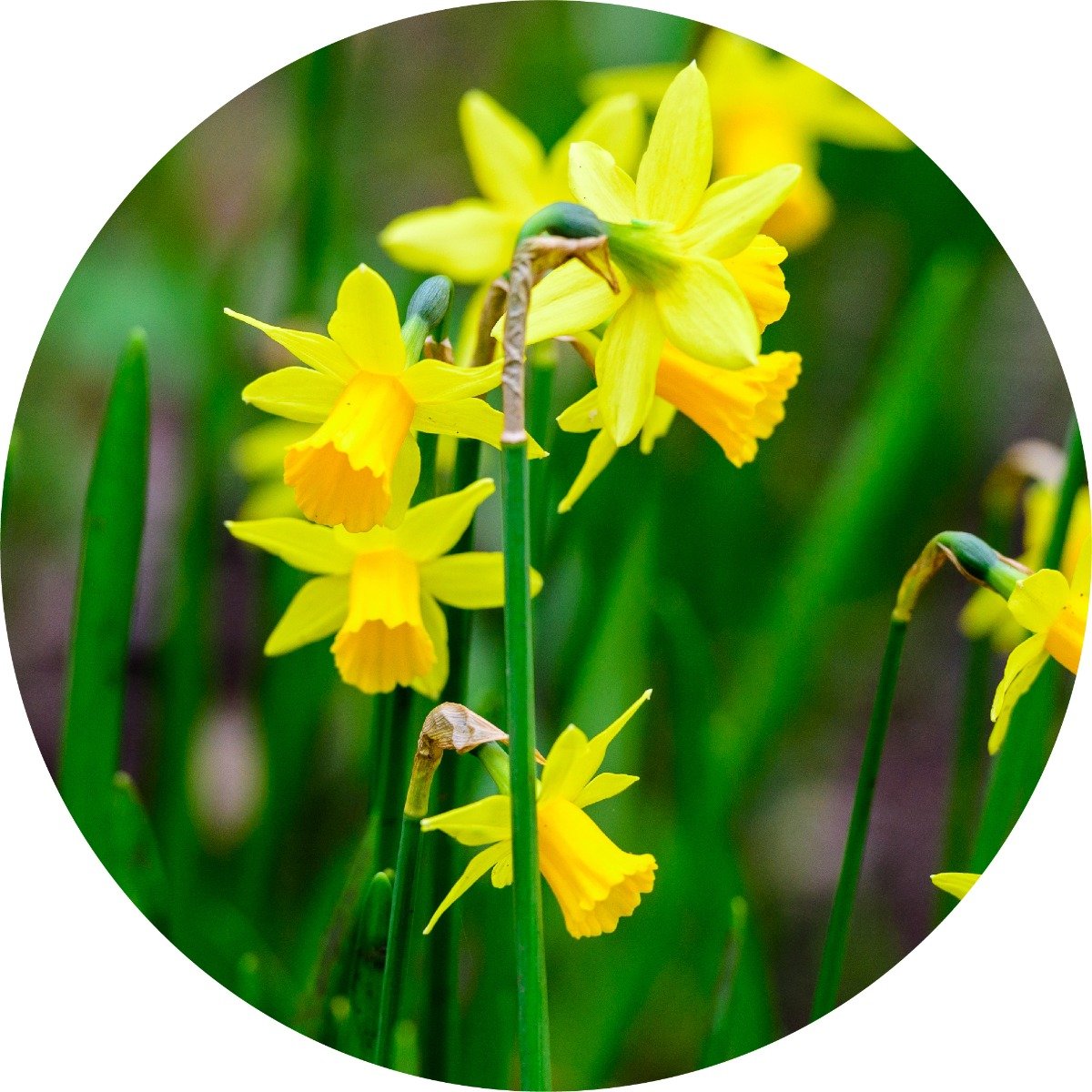 Jonquil - Absolute, Limited Edition